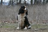 CAVALIER KING CHARLES 811